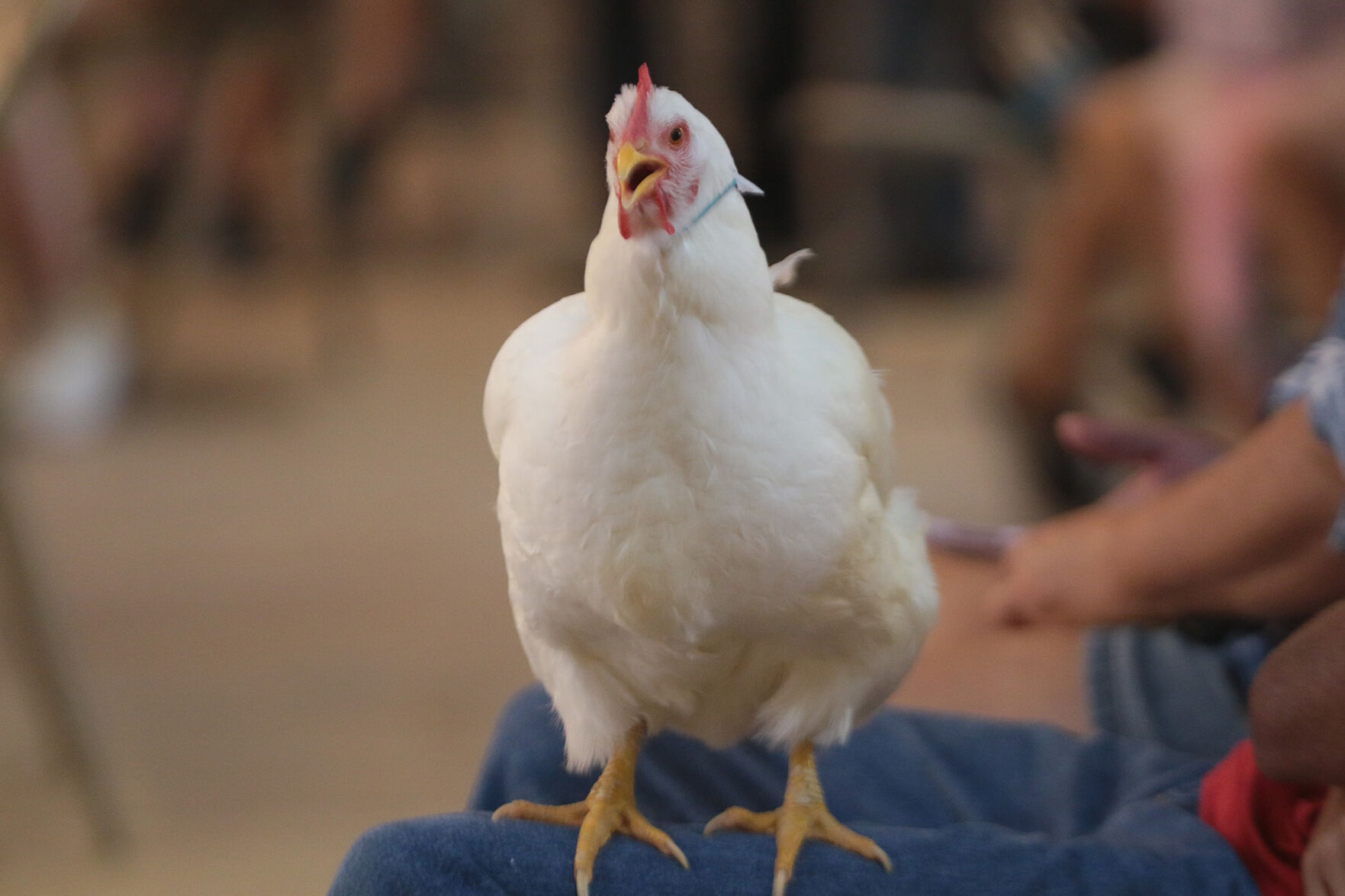 PHOTO: Chicken Show 2020